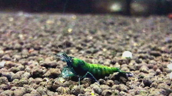 Green Jade Cherry Shrimp that we offer is the most beautiful high grade on the market. Visit out online store Cherry Shrimp Canada for country wide delivery