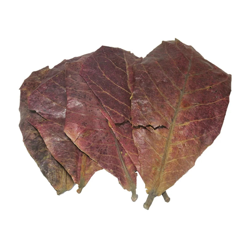 Organic Almond Leaves for Cherry Shrimp (Extra Large)