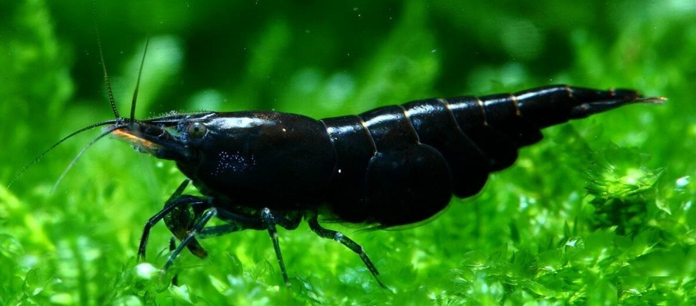 Black Rose Cherry Shrimp for sale. Beautiful Neocaridina freshwater aquarium shrimp from Cherry Shrimp Canada