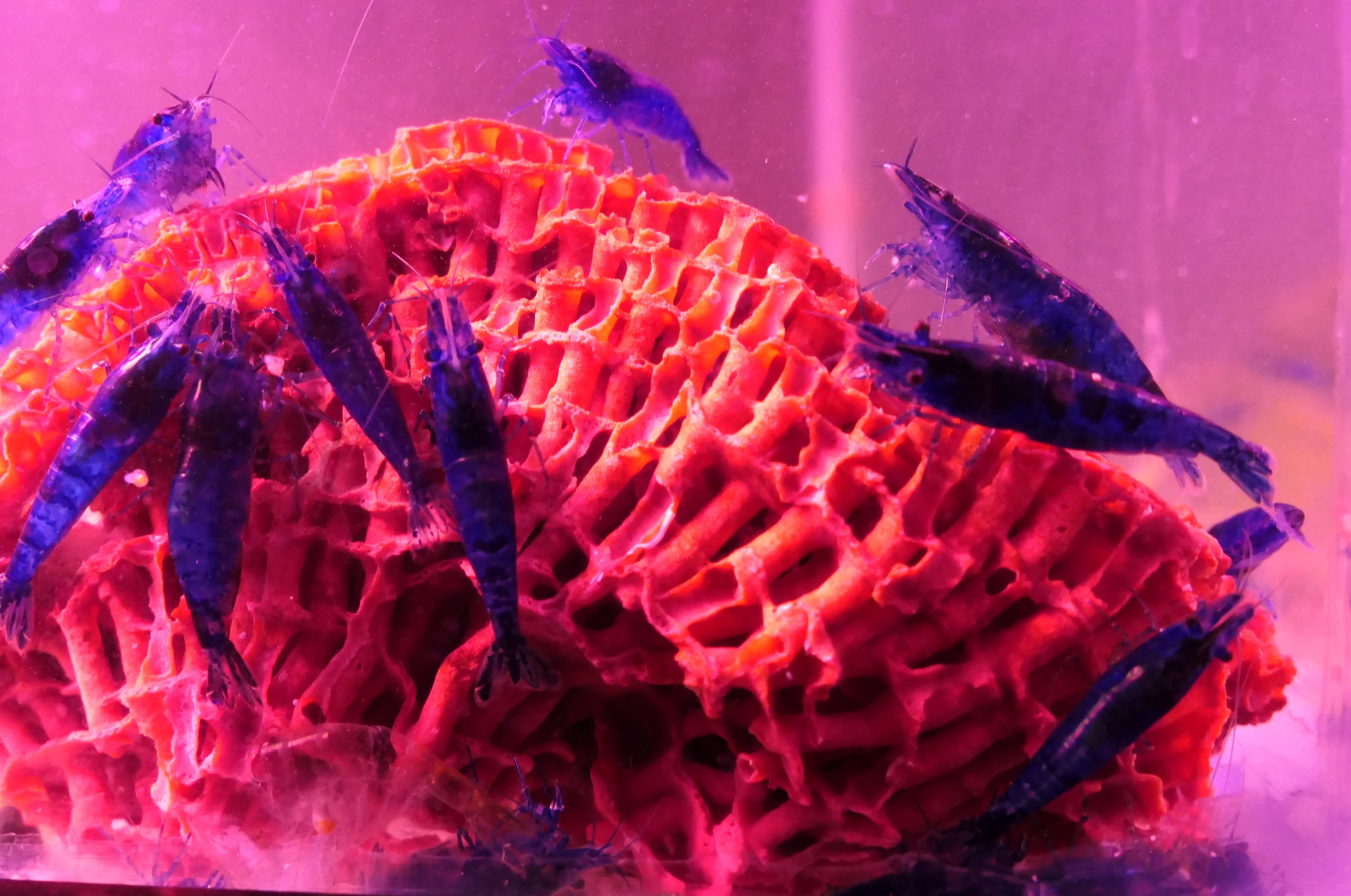 Live Freshwater Shrimp for Sale Premium & Express Shipping Cherry