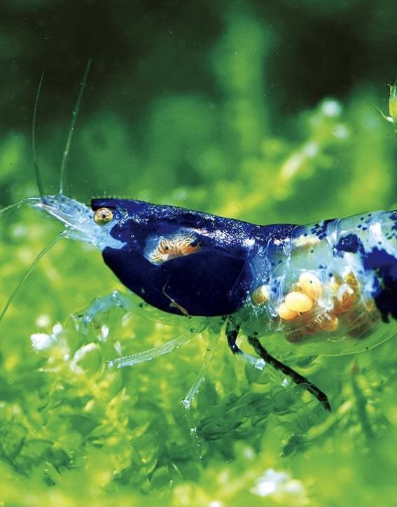 Blue Rili Blue Rili Shrimp for Sale | Neocaridina Canada – Cherry Shrimp Canada
