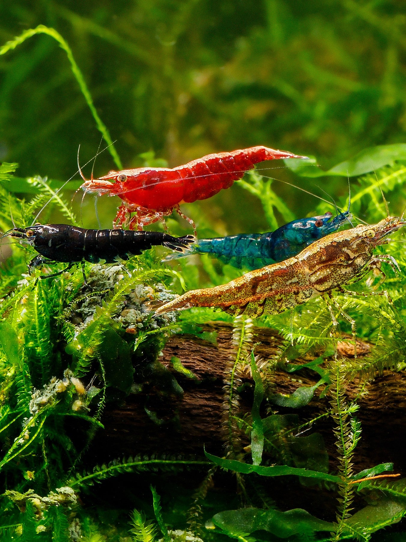 High grade mixed cherry shrimp from our online store. We deliver across Canada. Buy from Cherry Shrimp Canada today!