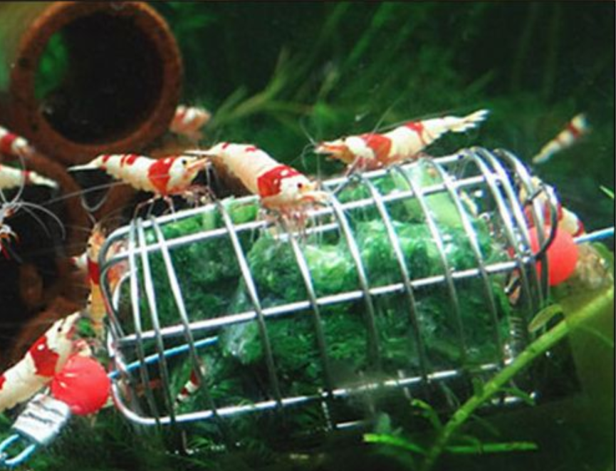 Cherry Shrimp Feeding Cage