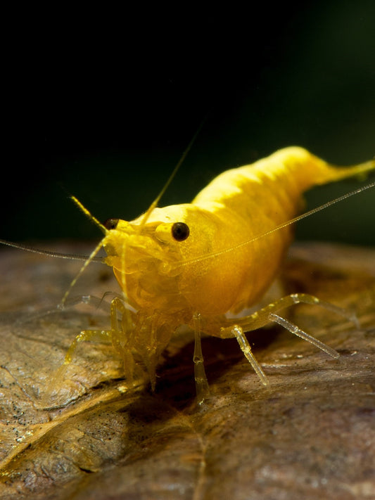 Yellow Goldenback Cherry Shrimp for sale by www.CherryShrimpCanada.com --- Our online store delivers across Canada!