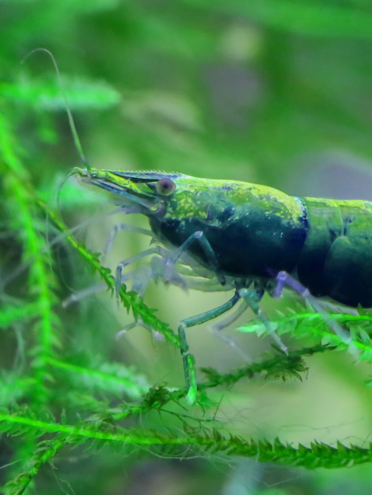 Green Jade Cherry Shrimp that we offer is the most beautiful high grade on the market. Visit out online store Cherry Shrimp Canada for country wide delivery