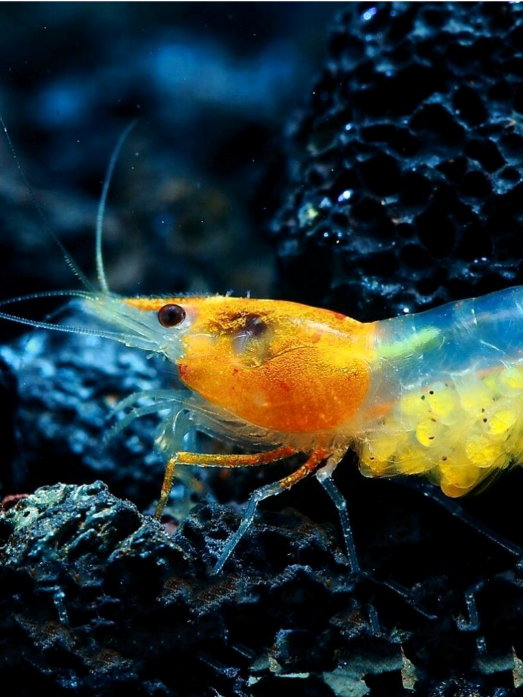Orange Rili Cherry Shrimp with beautiful and vibrant patterns. A clear orange head and orange tip with a clear body --- see more at www.CherryShrimpCanada.com