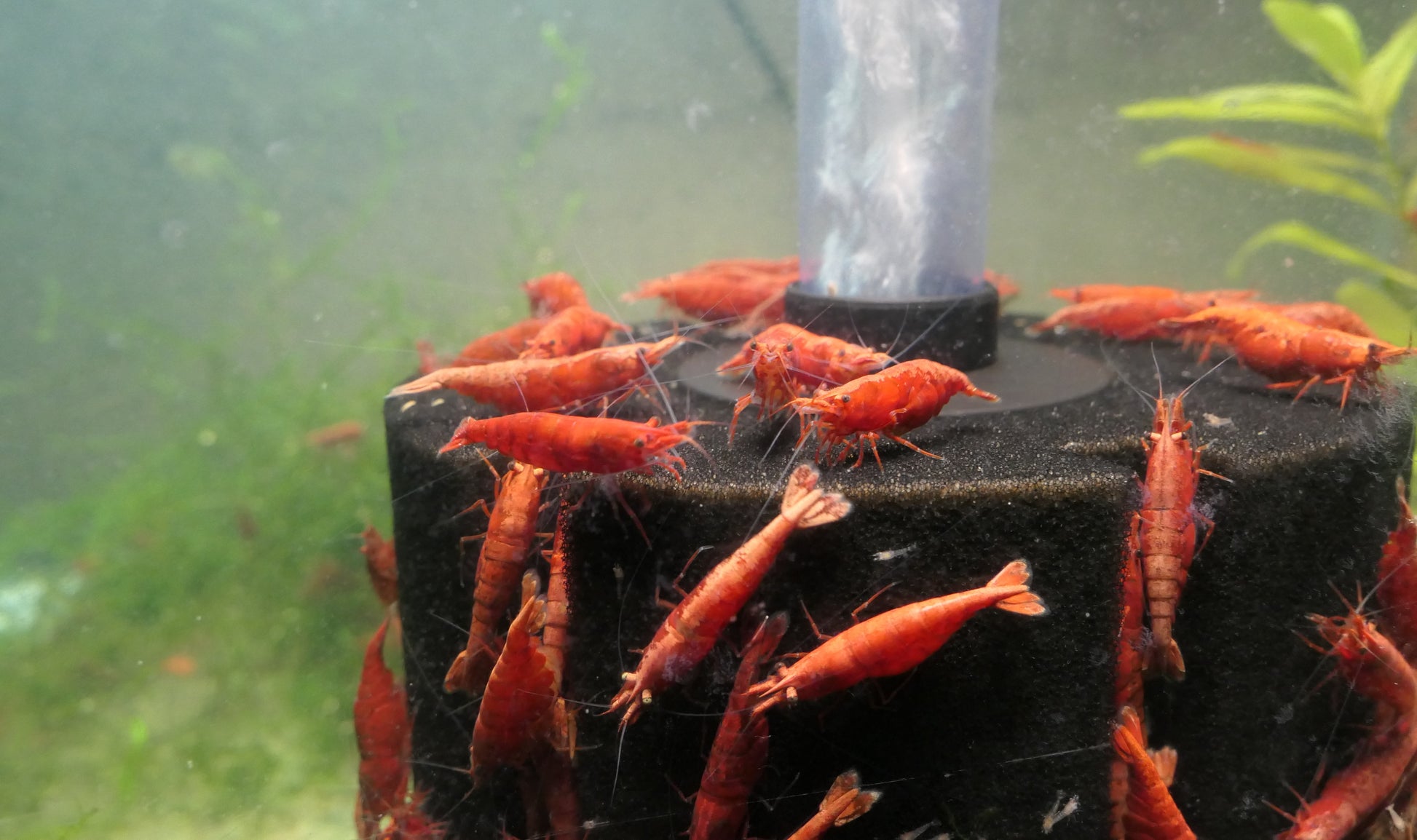 Painted Fire Red Cherry Shrimp from Cherry Shrimp Canada. Striking red colours. Bold and vibrant red.