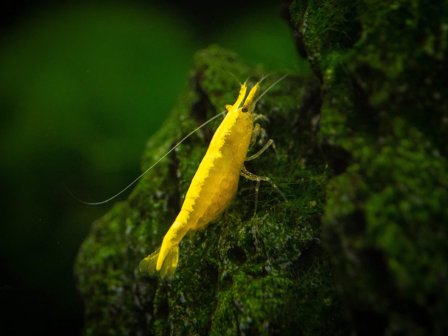 Yellow Goldenback Cherry Shrimp for sale by www.CherryShrimpCanada.com --- Our online store delivers across Canada!