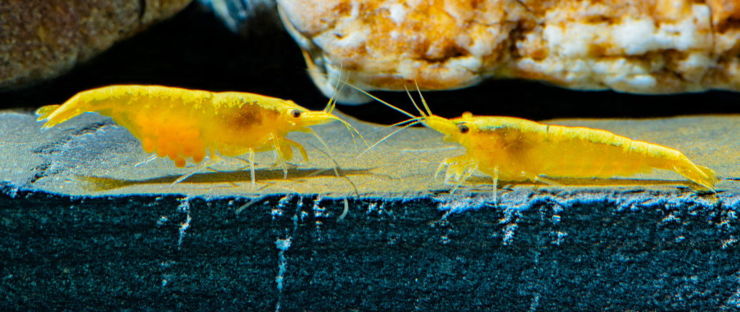 Yellow Goldenback Cherry Shrimp for sale by www.CherryShrimpCanada.com --- Our online store delivers across Canada!